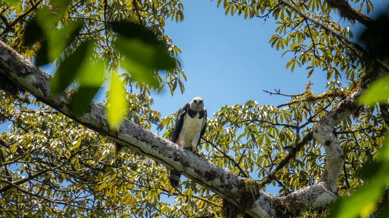 El Proyecto Grandes Rapaces Colombia busca generar acciones para promover la conservación y la investigación de seis especies de águilas y un buitre, especialmente del águila arpía.