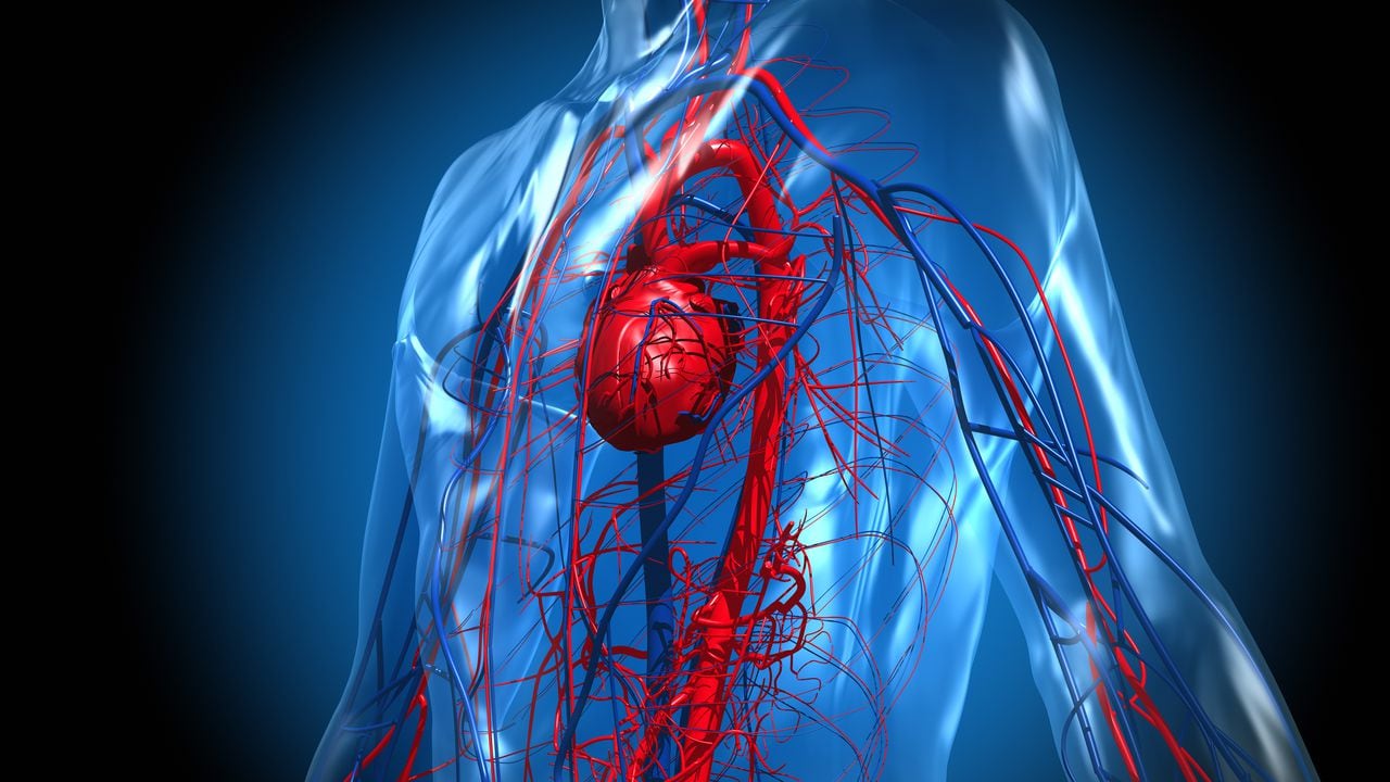 Corazón y sistema circulatorio con vasos sanguíneos