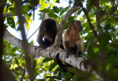 Monos Maiceros liberados en Puerto López