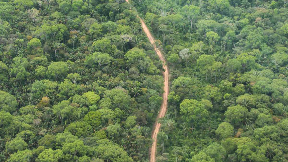 En la Amazonia aparecen cada vez más vías en medio de la selva. Foto: Jhon Barros.