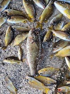Mortandad de peces en Providencia y Santa Catalina