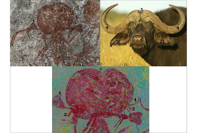 Esta imagen compara la cabeza de una de las figura antropomorfas (arriba a la izquierda) y del búfalo africano (arriba a la derecha).