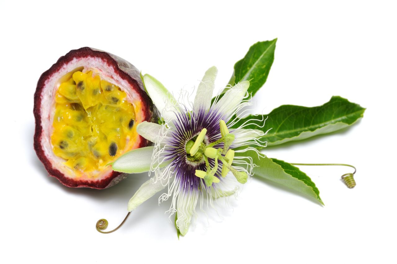 Passionfruit fruit dissected with flower in full bloom and leaves on white.
