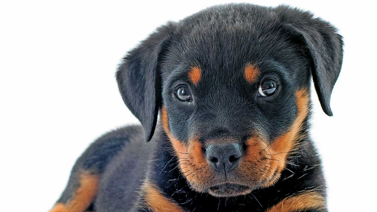 En Estados Unidos, como en otros países, algunas razas de perros se consideran agresivas, como los pitbulls o los staffordshire terriers, y están prohibidas en ciertos apartamentos.