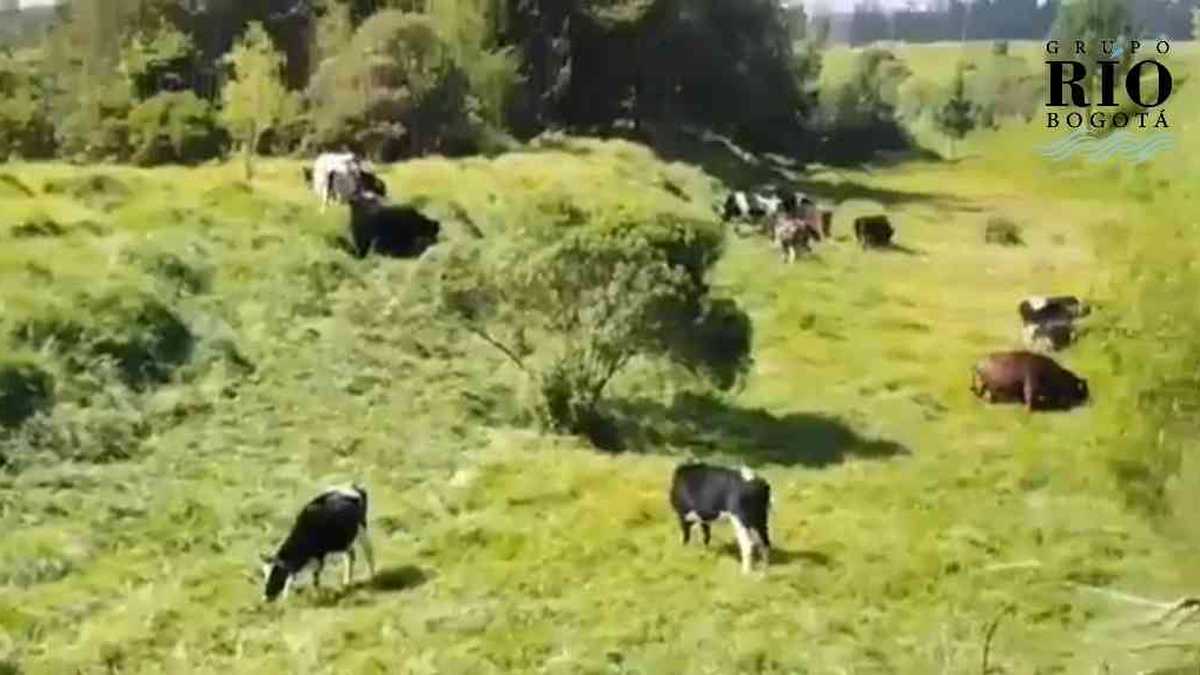 Muchas veces es usual ver más vacas que animales nativos de estos lugares. Foto: Video Fundación Humedales Bogotá