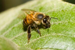 Las abejas africanas atacaron a varios ciudadanos en Antioquia