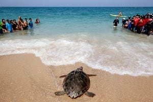 La gente observa cómo una tortuga boba es liberada al mar después de meses recuperándose de una lesión en el Centro Nacional de Rescate de Tortugas Marinas de la Autoridad de Parques y Naturaleza de Israel, en el Parque Nacional Palmahim Beach, Israel 5 de agosto de 2021. Foto: REUTERS / Amir Cohen TPX IMÁGENES DEL DÍA.