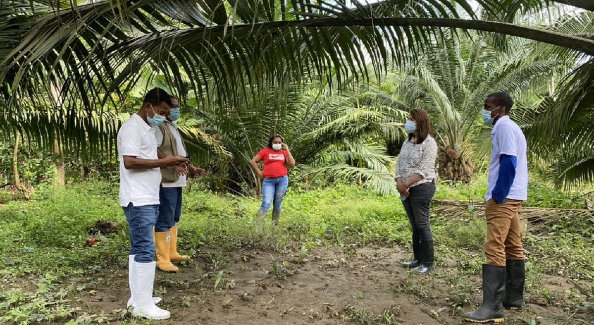 proyecto de palma de aceite en Tumaco.