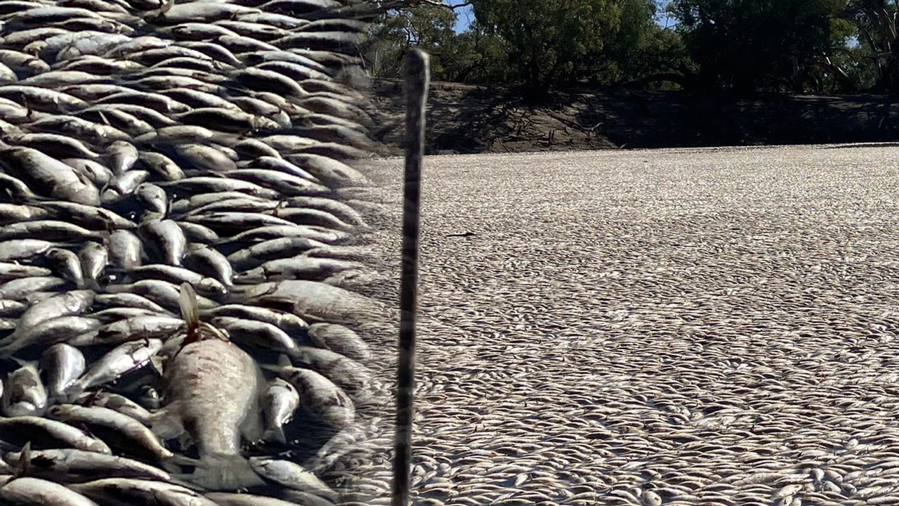 Masiva muerte de peces despierta alarmas en Australia.