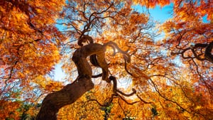El equinoccio de otoño se da todos los 22 de septiembre. Foto: Getty Images.