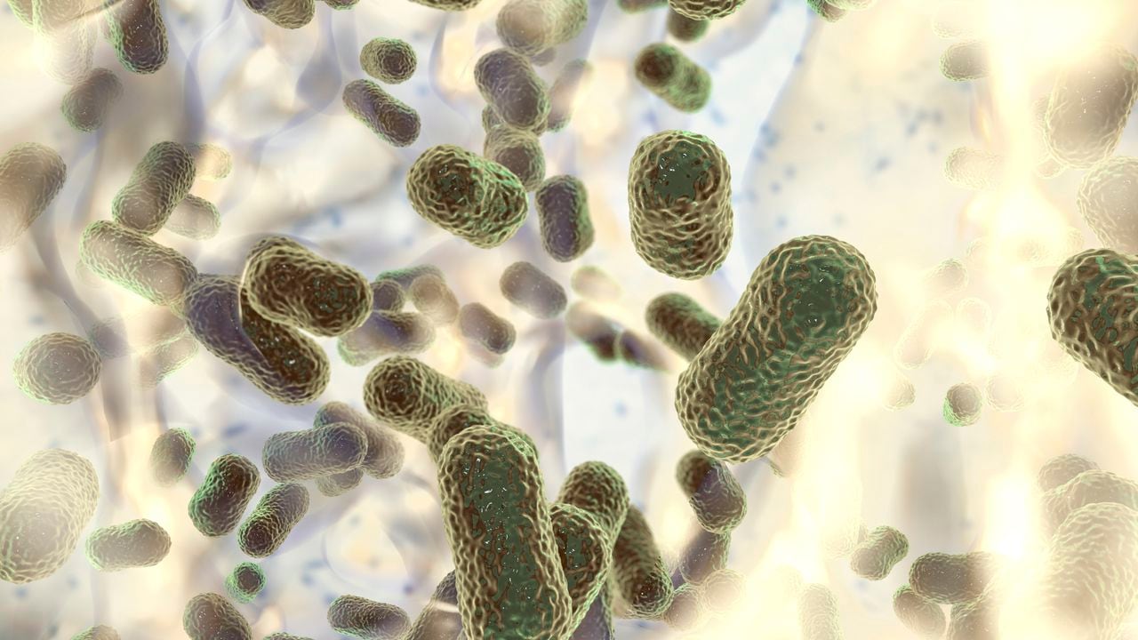 Foto de referencia sobre bacterias