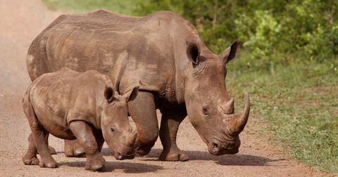 En Sudáfrica le quitan los cuernos a los rinocerontes para protegerlos de la caza furtiva.
