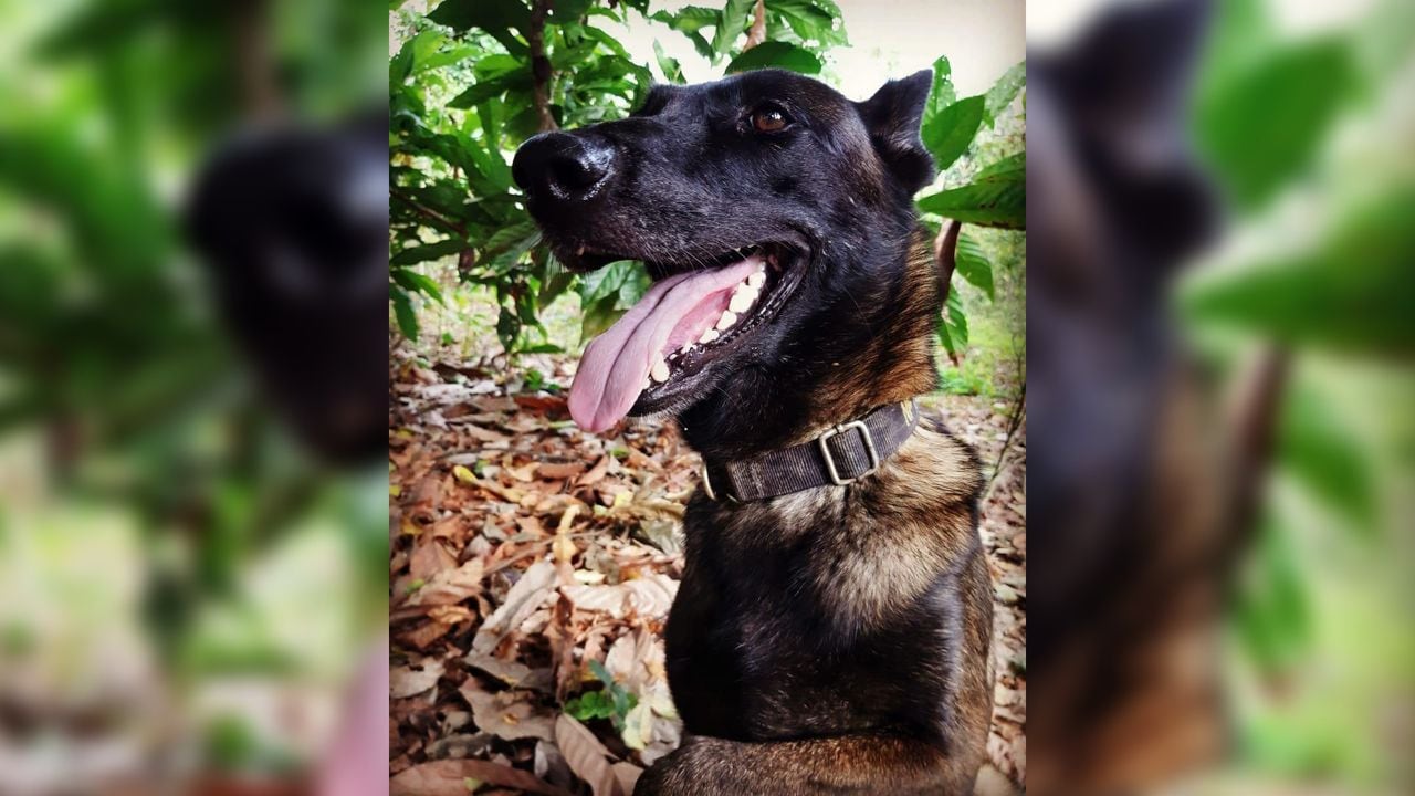 Cobra, perra antinarcóticos muerta en campo minado