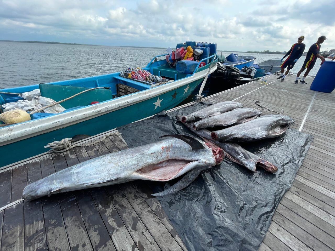 los uniformados hallaron 738 kilogramos de pez dorado y marlín, especies que se encuentran protegidas.