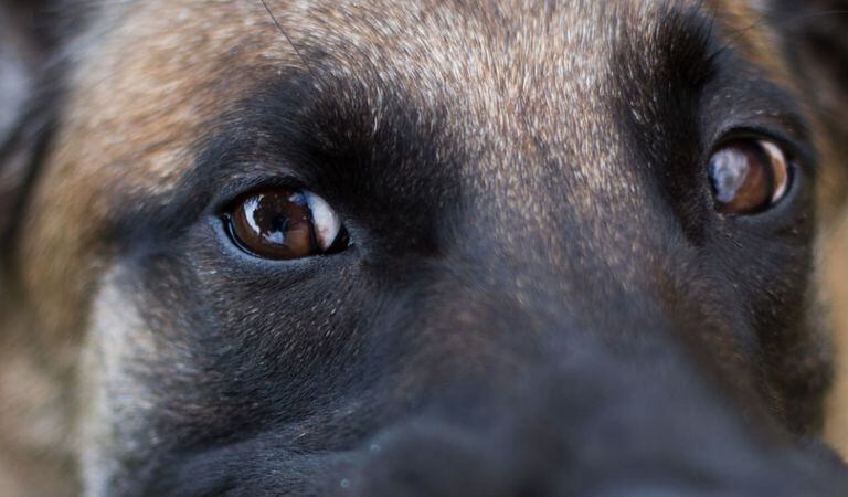 El perro de raza pastor belga fue sacrificado por las autoridades (foto de referencia)
