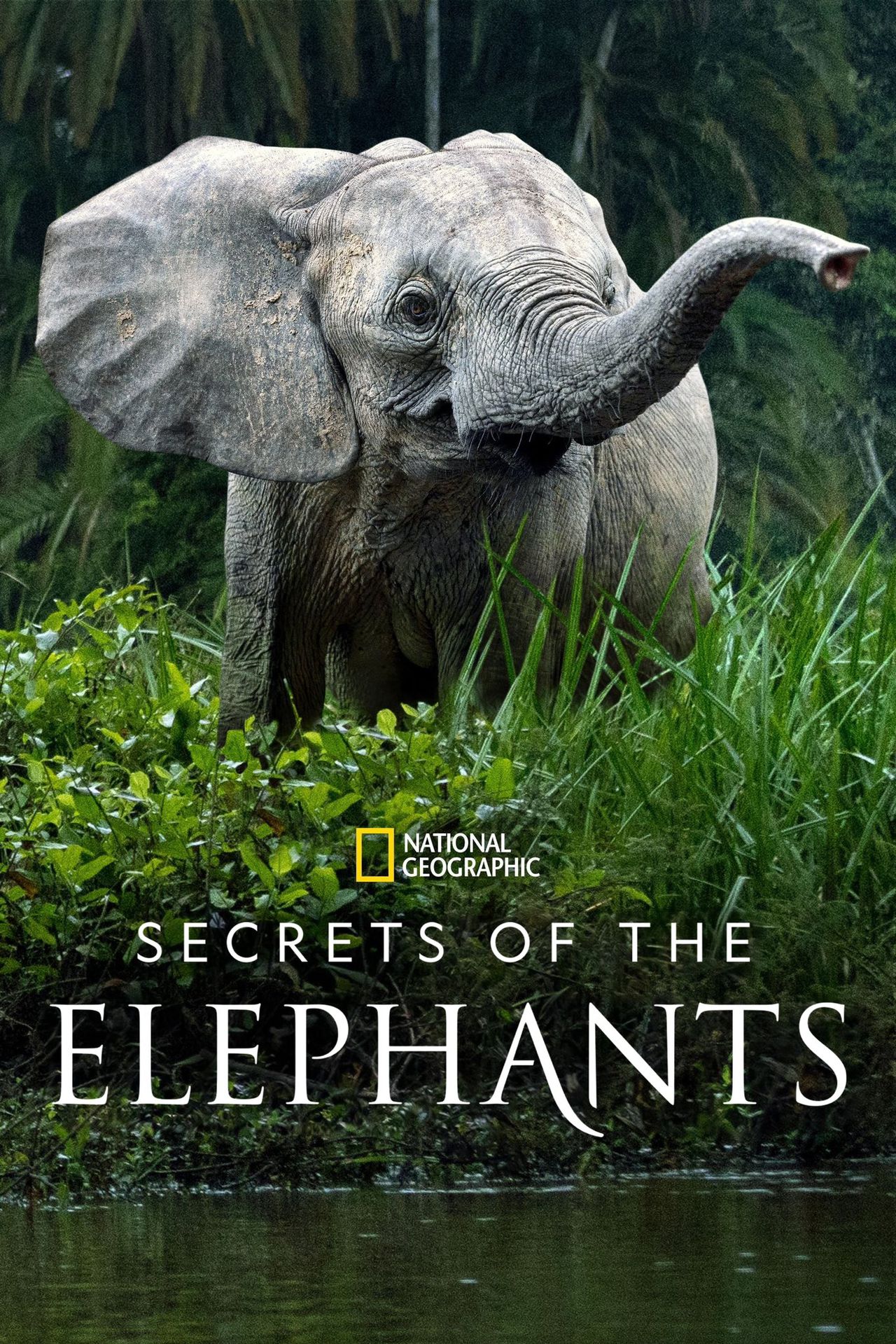 Secrets of Elephants