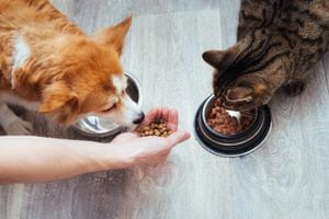 owner pours dry food to the cat and dog in the kitchen. Master's hand. Close-up. Concept dry food for animals