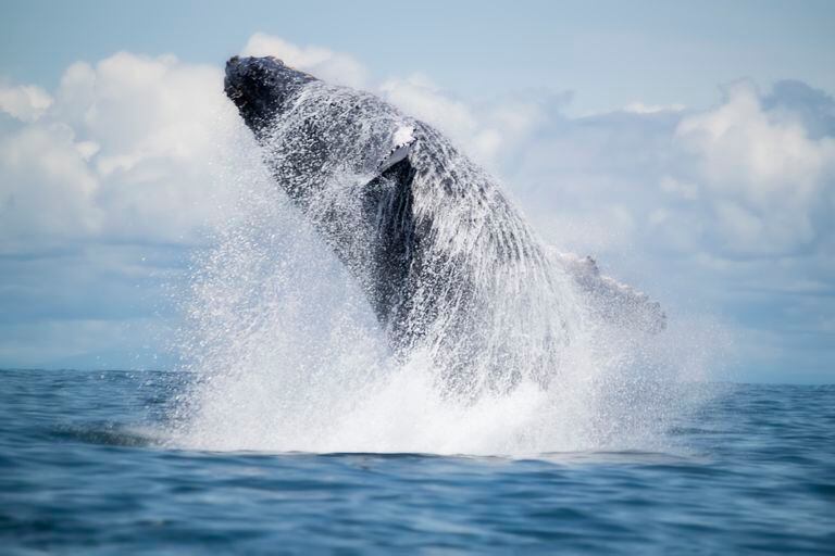 Las ballenas jorobadas visitan las aguas cálidas de los Parques Nacionales Naturales Gorgona, Uramba Bahía Málaga y Utría.