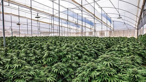  Desde 2016, las autoridades han otorgado 700 licencias para cultivar cannabis con fines medicinales.