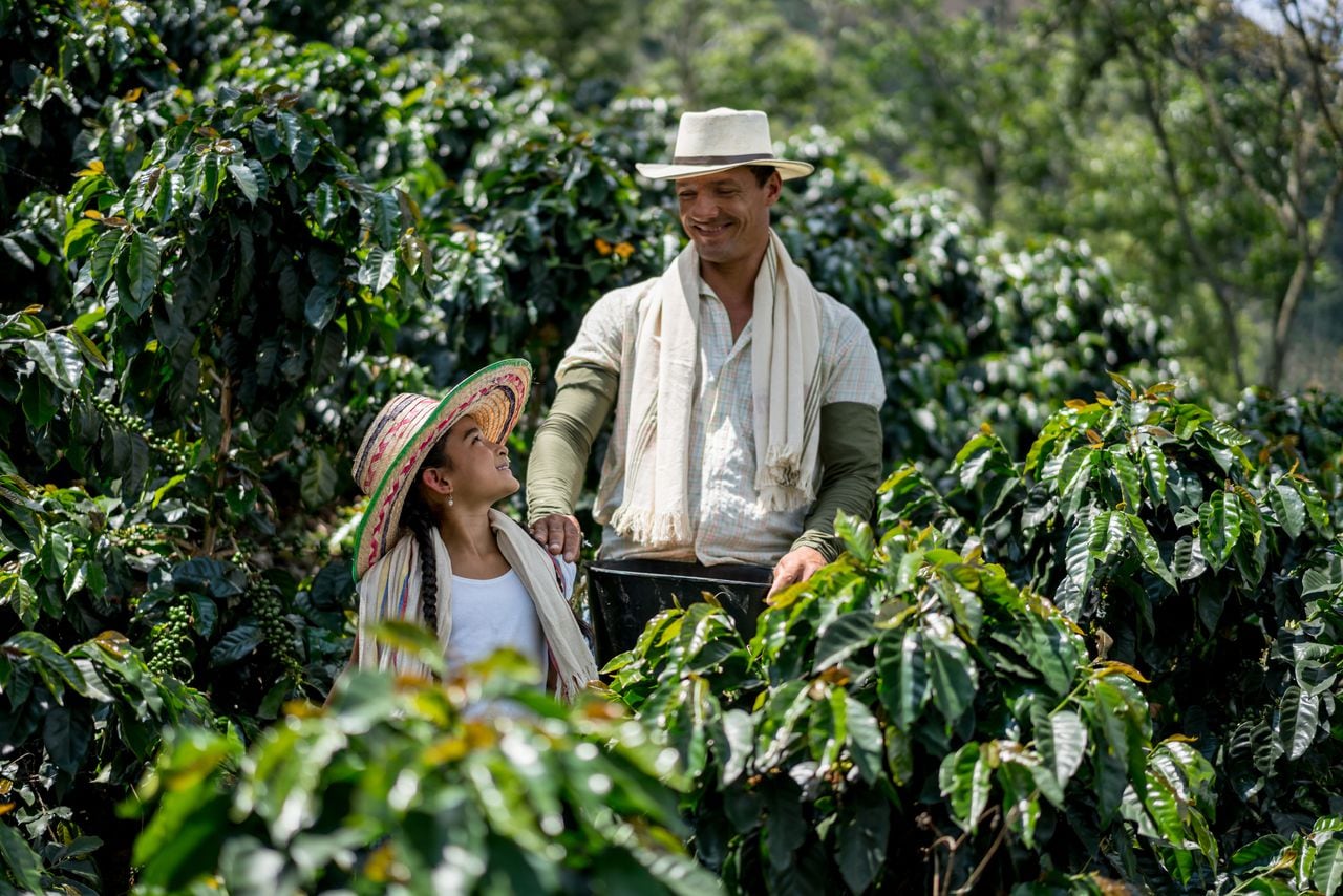 Así se cultiva café de manera sostenible en Colombia