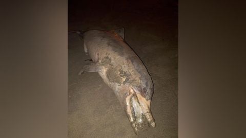 Residentes del barrio Crespo hallan un delfín muerto a orillas de la playa.