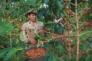 El 74 por ciento de los trabajadores del campo en el Huila se dedica a los cultivos de café y cacao.
