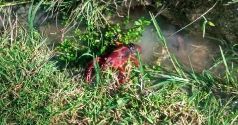 Cangrejo rojo hallado en parques y humedales de Bogotá.