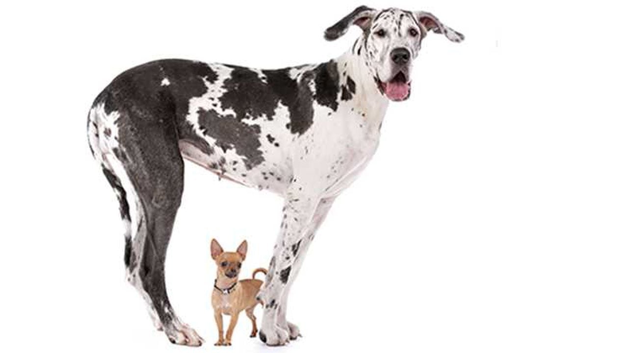 Estudio diferencia comportamiento entre perros grandes y pequeños