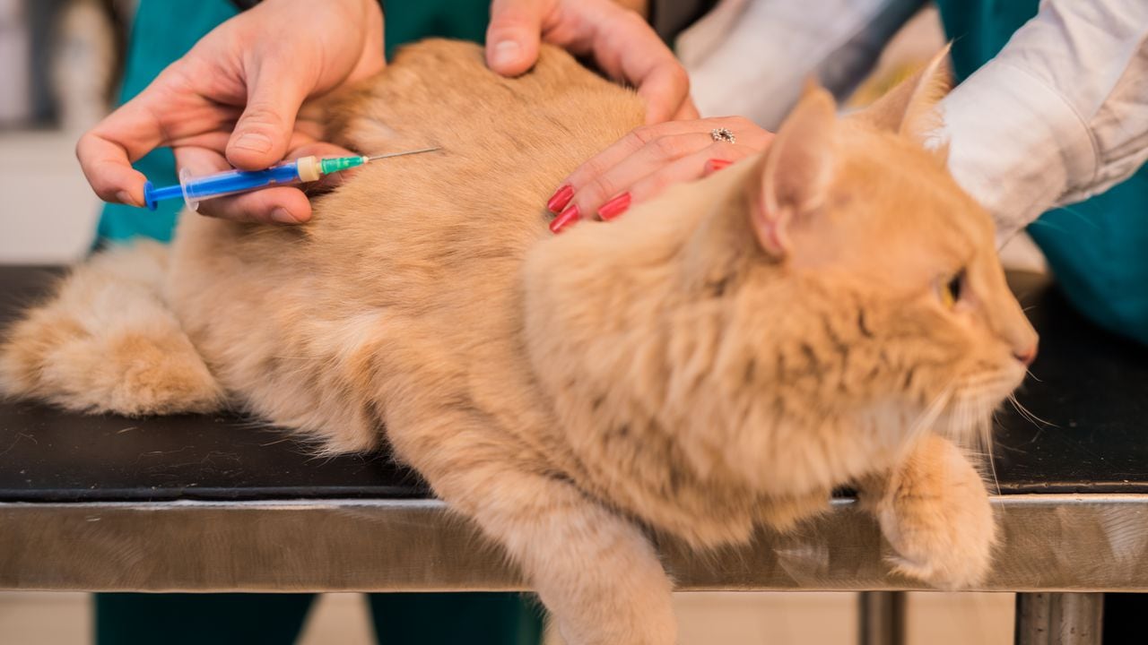 La Secretaría de Salud hizo algunas recomendaciones para quienes desean vacunar a sus mascotas.