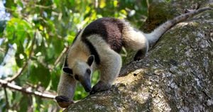 Oso hormiguero atacado en Antioquia.