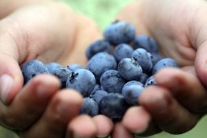 La cantidad recomendable de esta fruta al día debe ser entre unos 90 a 100 gramos.