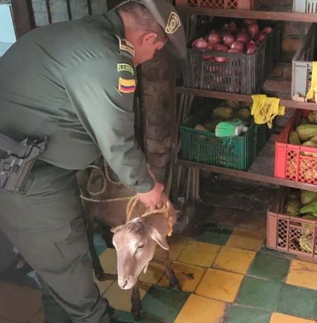 Restaurante de comida china fue cerrado en Cartago, Valle; hallaron que los animales eran sacrificados dentro del establecimiento.