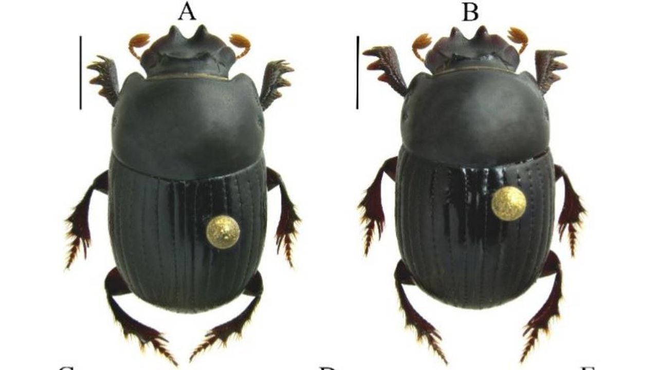 Nuevo escarabajo miniatura fue descubierto para la ciencia en Colombia