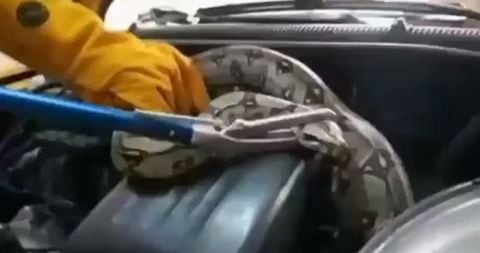 ¿De donde salió? Una serpiente boa constrictor sorprendió al aparecer en el motor de un taxi en Bogotá