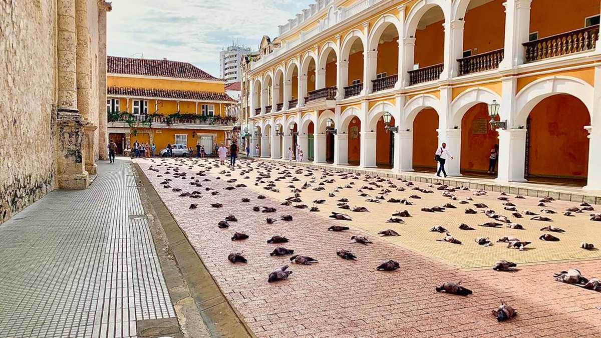 Centenar de palomas “muertas” al rededor de la Plaza de la Proclamación en Cartagena.
