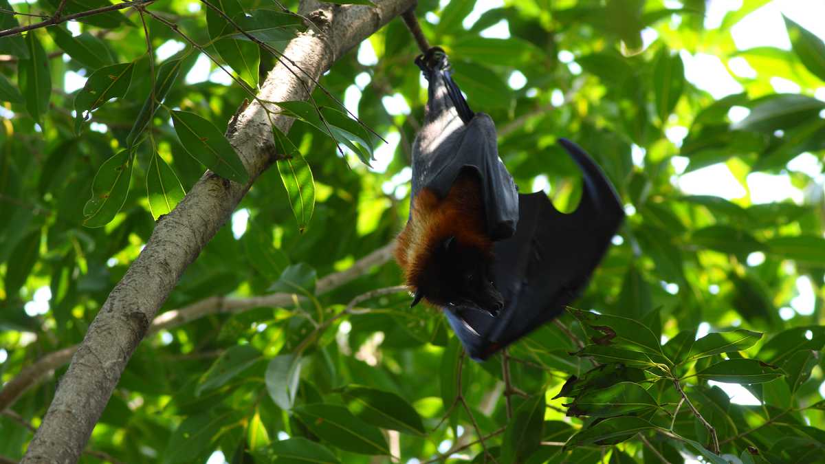 Zorro volador de cabeza gris colgado boca abajo en un árbol. El animal tiene las alas ligeramente extendidas y mira a la cámara.