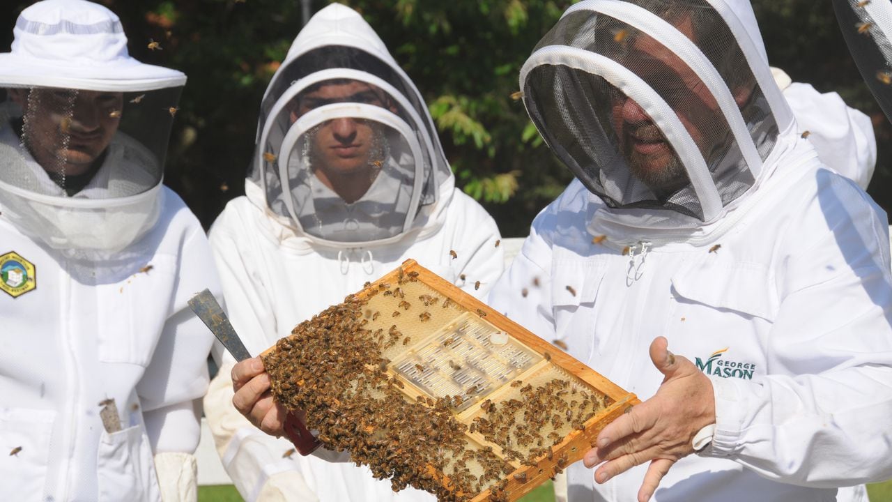 Ceni Cortez conformó un emprendimiento familiar de apicultura. Hoy tiene 21 colmenas y utiliza técnicas que garantizan un mejor bienestar para las abejas.
