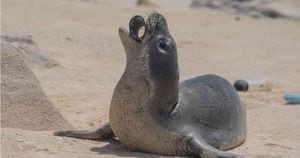 La contaminación de plástico pone en peligro a los animales marinos como esta foca monje joven, que puede quedarse atrapada o ingerir basura. Foto de: The Ocean Cleanup/Matthew Chauvin.