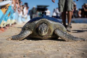 Melanie, una tortuga marina, se dirige hacia el mar después de su recuperación de las heridas en el Centro Nacional de Rescate de Tortugas Marinas de la Autoridad de Parques y Naturaleza de Israel, en la playa de Beit Yanai, Israel, 10 de agosto de 2023 