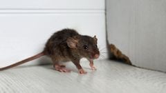 ¿Cómo evitar que los roedores se conviertan en una plaga dentro del hogar?