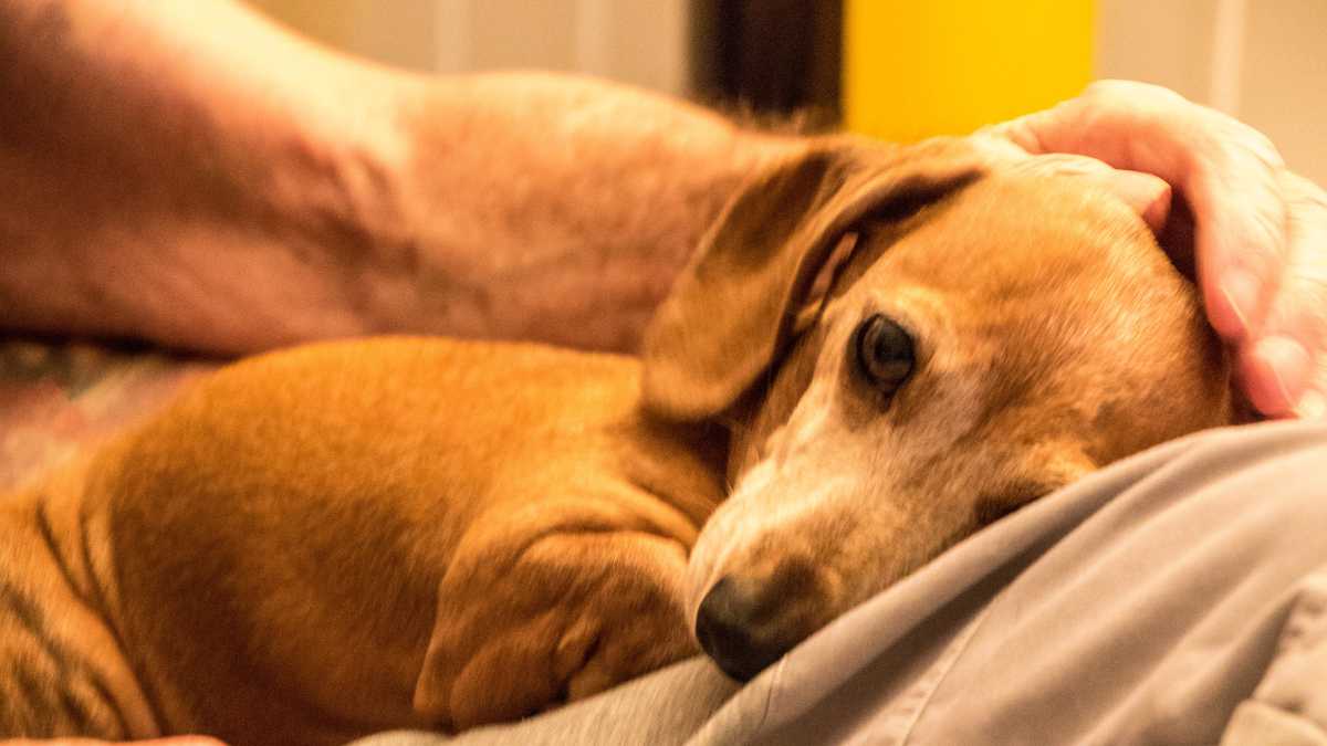 Los perros pequeños, que suelen ser más longevos, son menos propensos a ser diagnosticados con disfunción cognitiva canina.