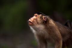Retrato masculino joven de macaco de cola de cerdo del sur o de Sunda (Macaca nemestrina)
