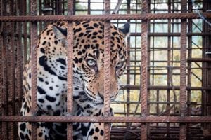 El jaguar ha causado daño en las fincas de los campesinos en donde se ha comido animales domésticos.