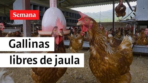 La empresa vallecaucana que le apuesta a la producción de huevos de calidad con un sistema productivo centrado en el bienestar animal