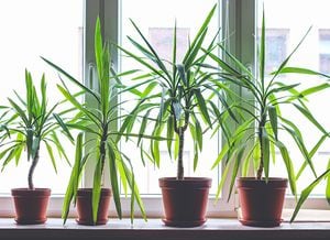 Tener estas plantas en casa requiere de muchos cuidados.