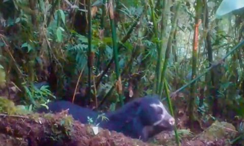 Video de cámara de trampa captó actividad de oso de anteojos en importante reserva natural de Perú