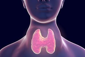 La tiroides es una pequeña glándula que está situada en la parte delantera y tiene como función la producción de hormonas tomando el yodo del torrente sanguíneo.