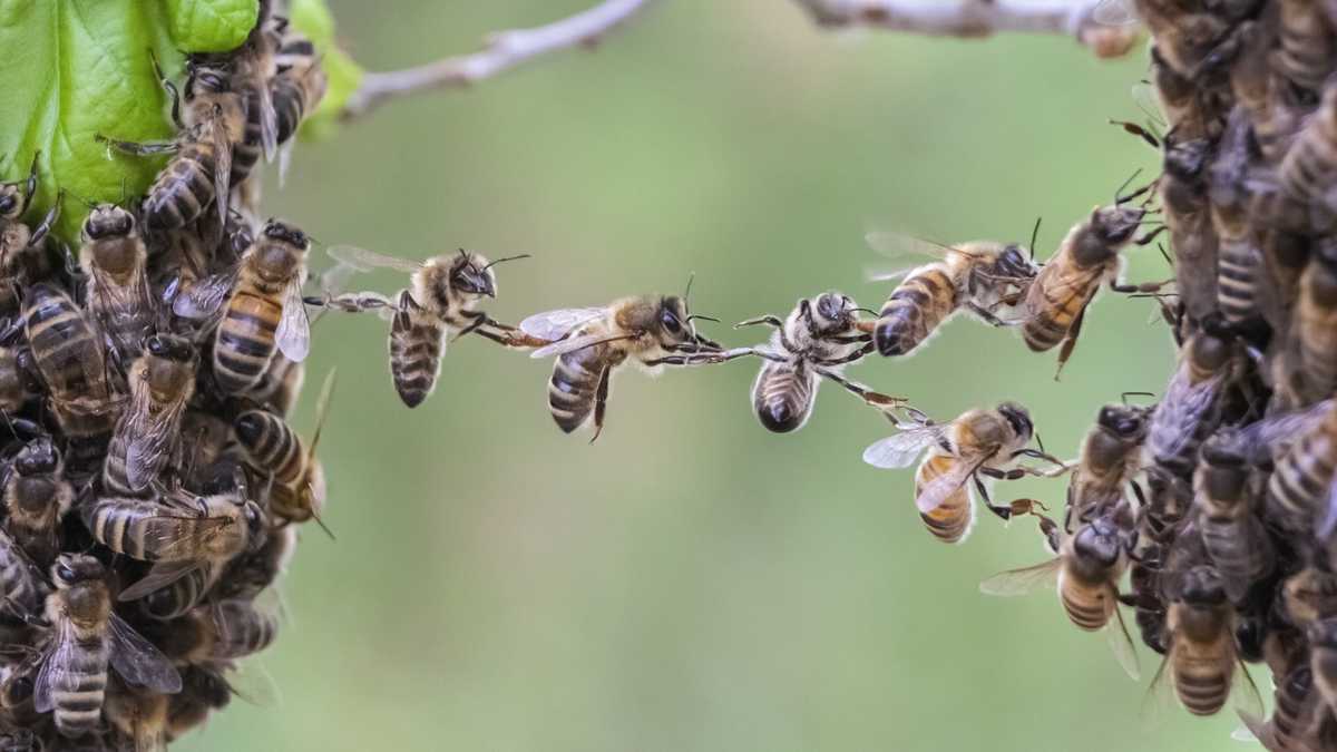 En Colombia, el Ministerio de Ambiente tiene registro de 550 variedades de abejas, aunque advierte que el inventario está aún en proceso, y que falta por conocer un 60 por ciento de las especies del país. El biólogo colombiano Germán Perilla, profesor de apicultura en George Mason University, asegura que la cifra está cerca de las 1.500 especies y estima que podría llegar a 5 mil.