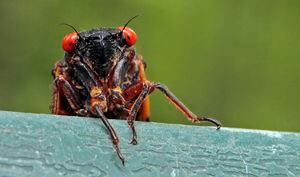 Una cigarra se asoma por encima de una repisa en Chapel Hill, Carolina del Norte. Enjambres de insectos de ojos rojos que resurgen después de 17 años bajo tierra ofrecen una oportunidad para que los cocineros caseros cambien las tornas: convirtiendo las cigarras en bocadillos. Llenas de proteínas, sin gluten, bajas en grasas y bajas en carbohidratos, las cigarras fueron utilizadas como fuente de alimento por los nativos americanos y todavía son consumidas por humanos en muchos países. Foto: AP / Gerry Broome.