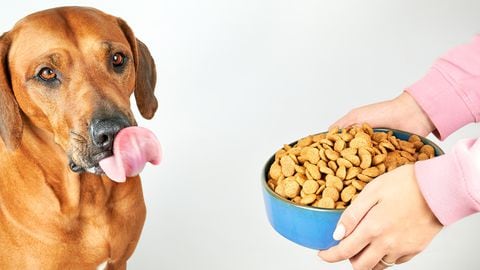 Hungry dog licking its lips with tongue behind bowl with dry food in woman hands